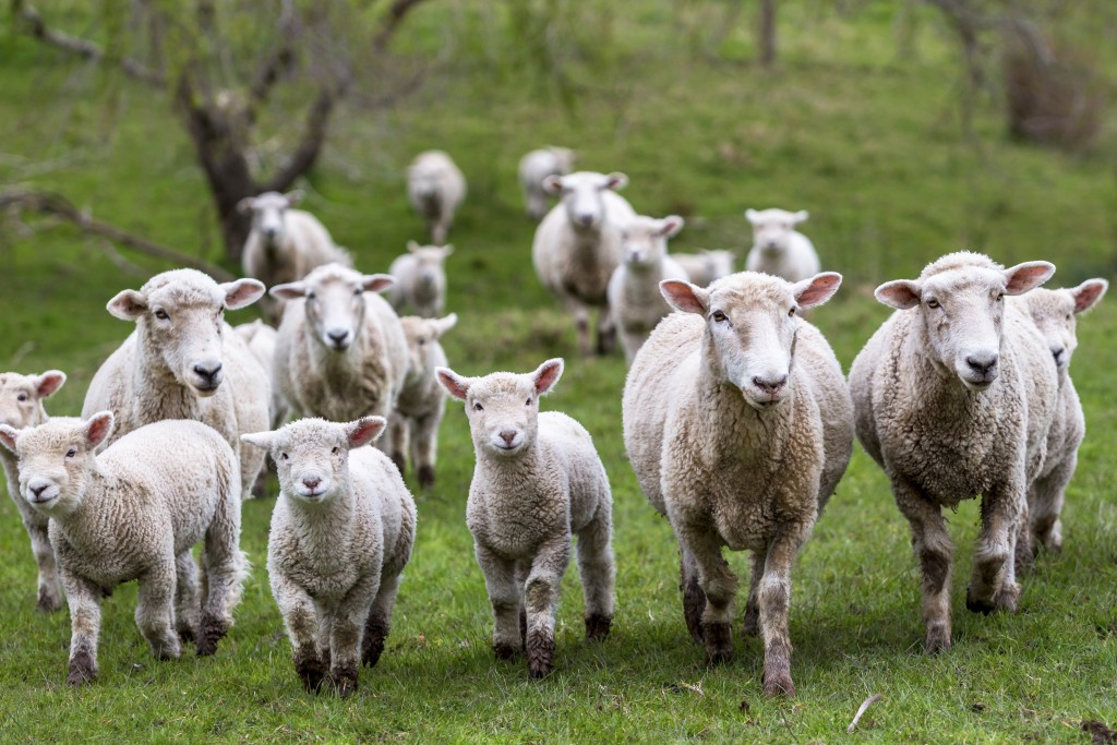 Sheep and lambs in paddock